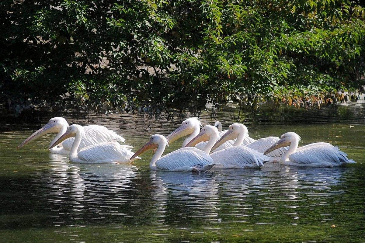 Det tager mindre end 10 sekunder at finde en fugl, der er anderledes end resten / Moje collage