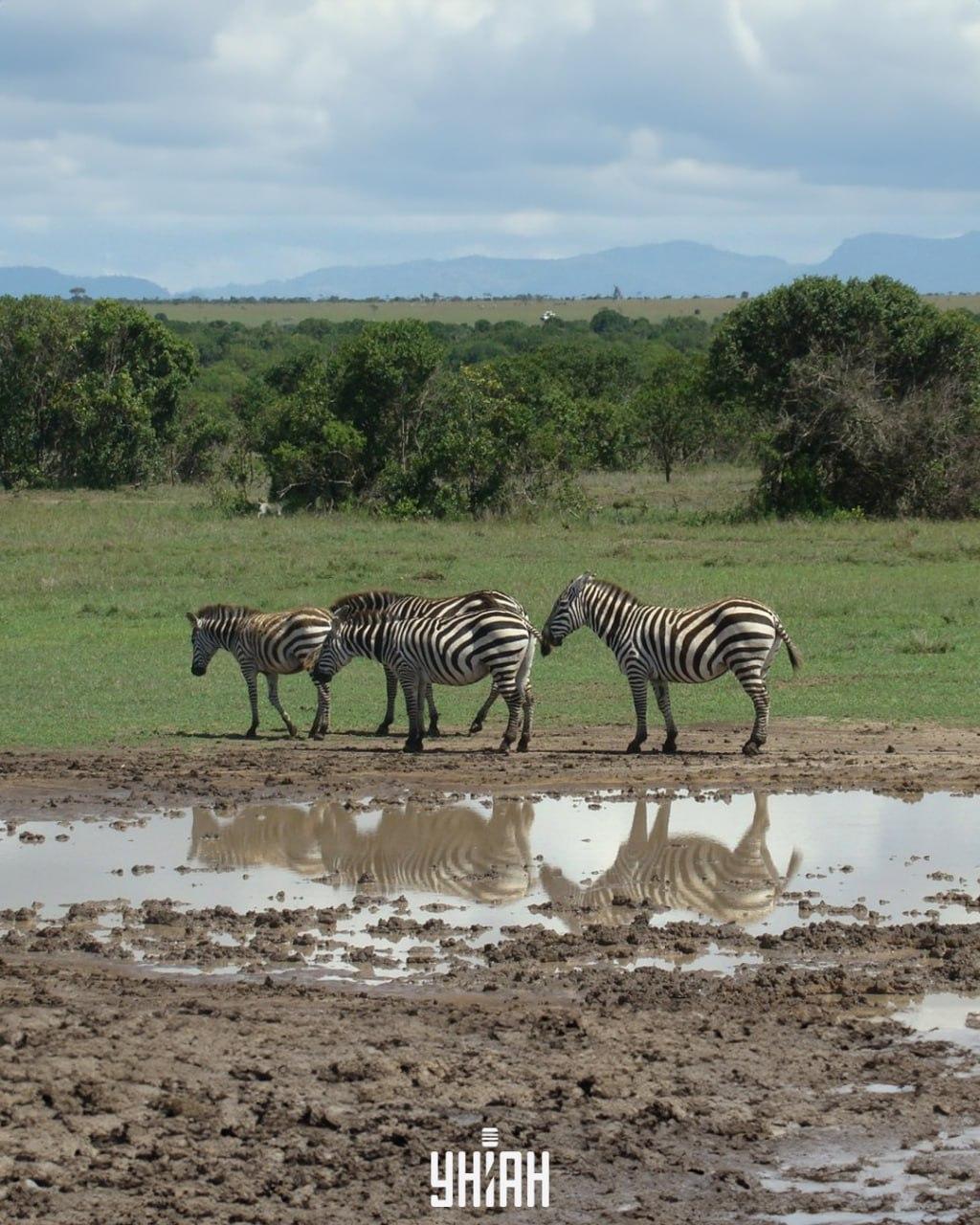 Det er nødvendigt at finde hunden i tide / collage med Moje-foto