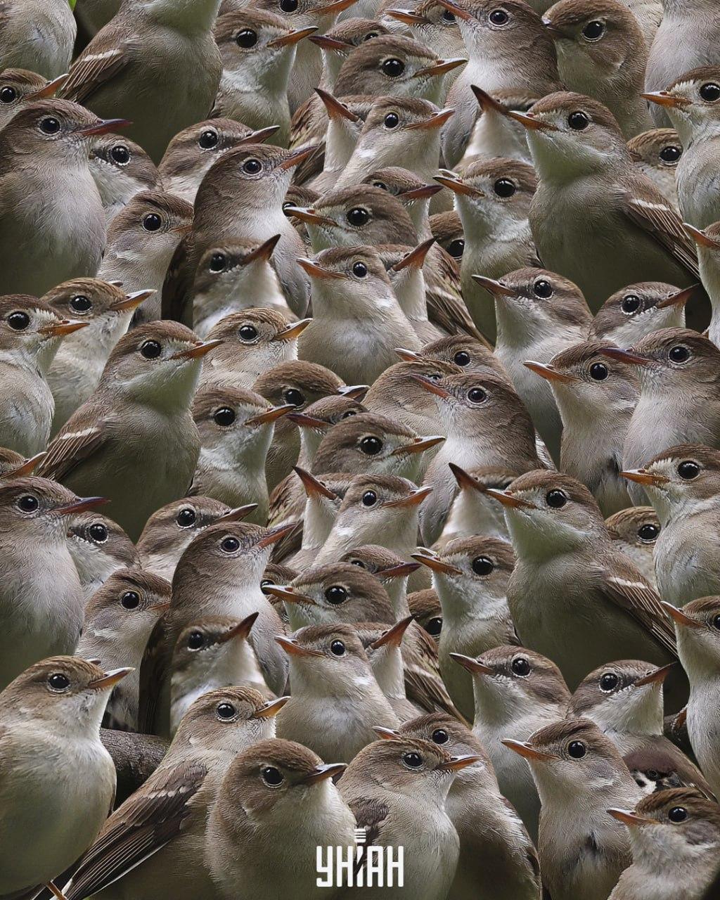 Du skal lede efter en spurv blandt nattergale / Moje-collage