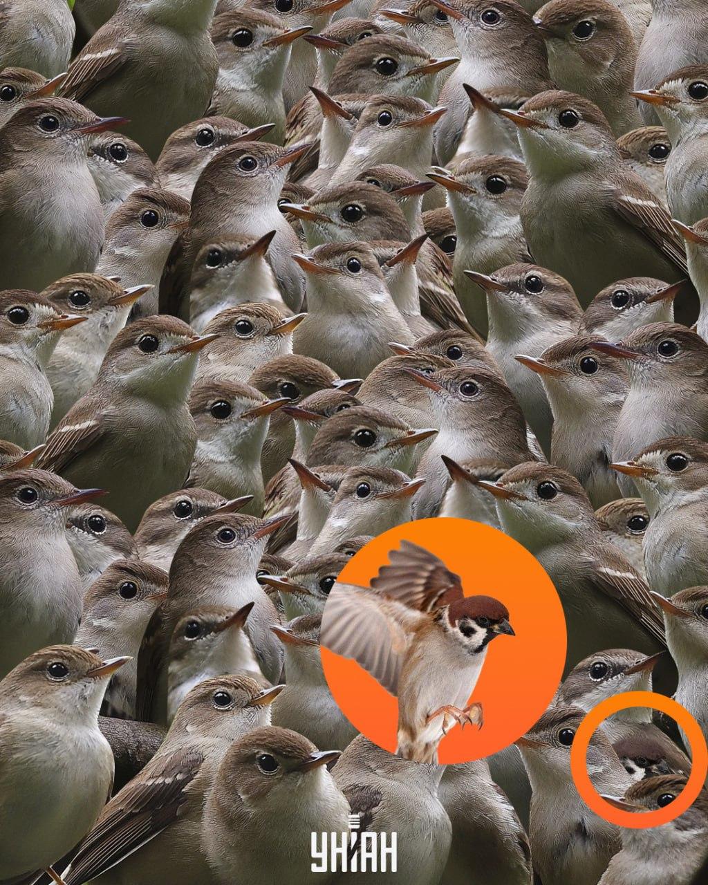 Spurven var i bunden af puslespillet / Moje-collage