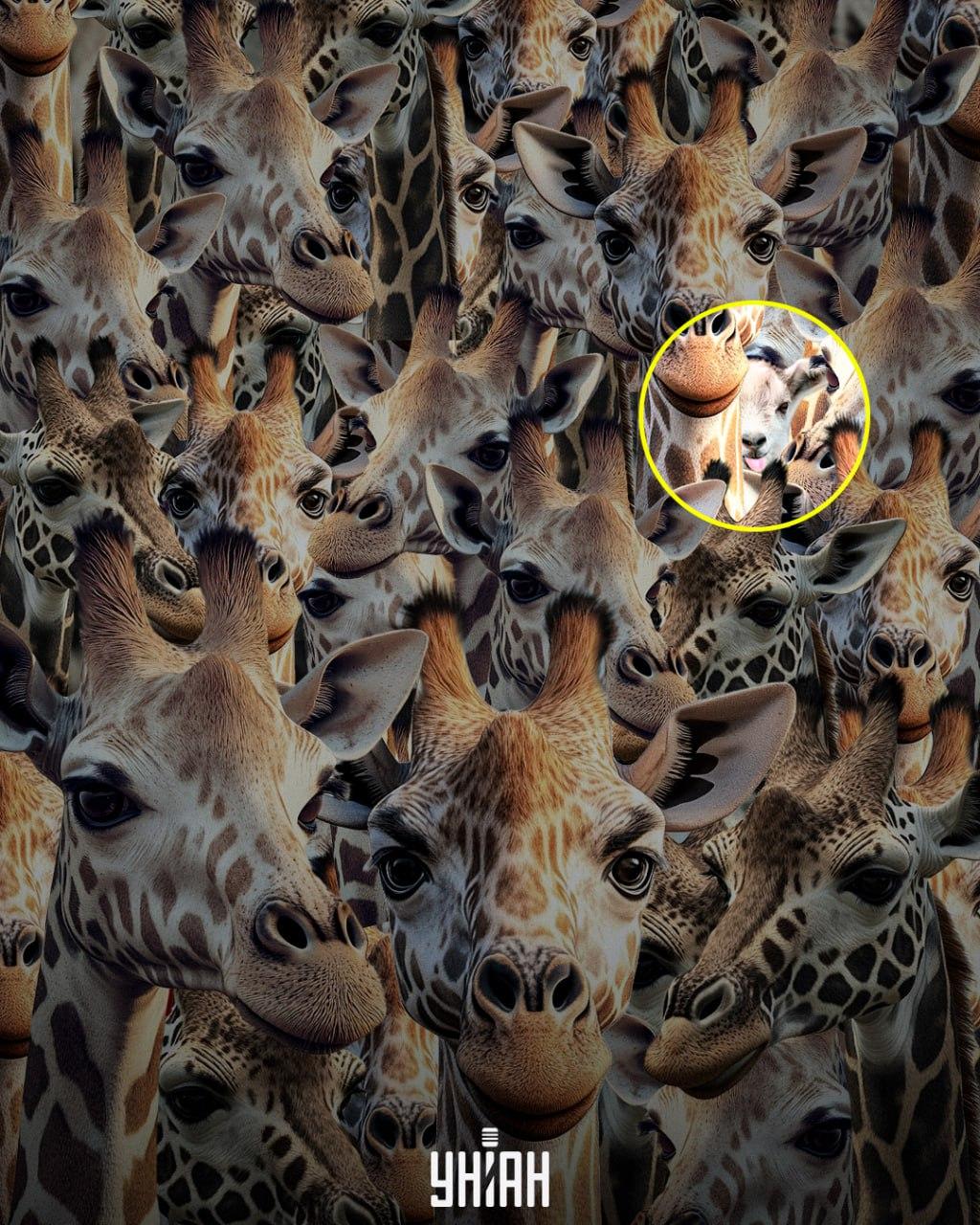 Vi er nødt til at finde den uforskammede ged / collage af Moje