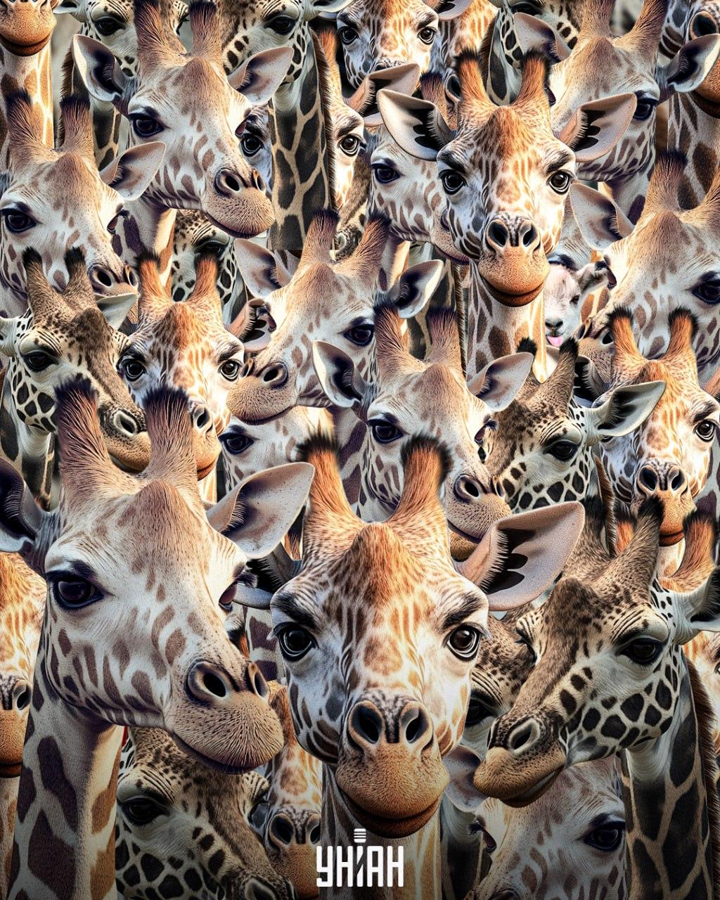 Det er nødvendigt at finde en uopdragen ged / collage Moje