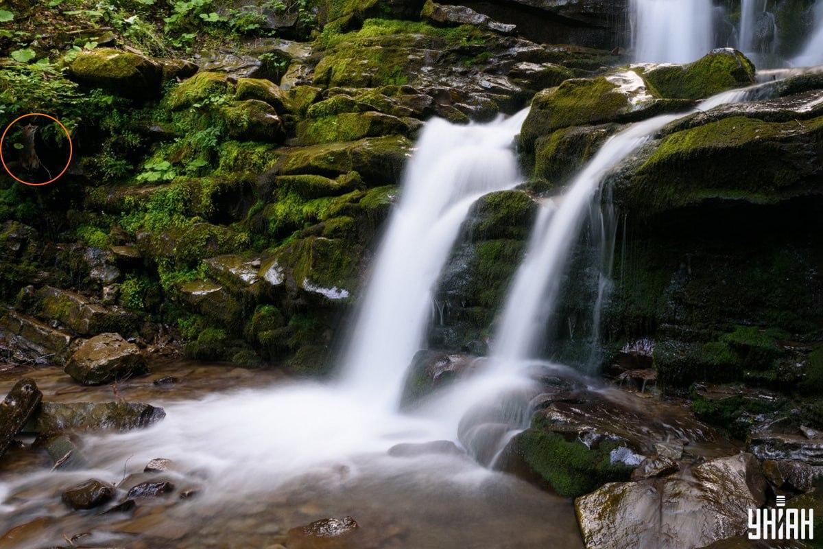 Svaret på puslespillet med ræven - hvor præcis dyret gemte sig / Moje-collage, Moje-foto