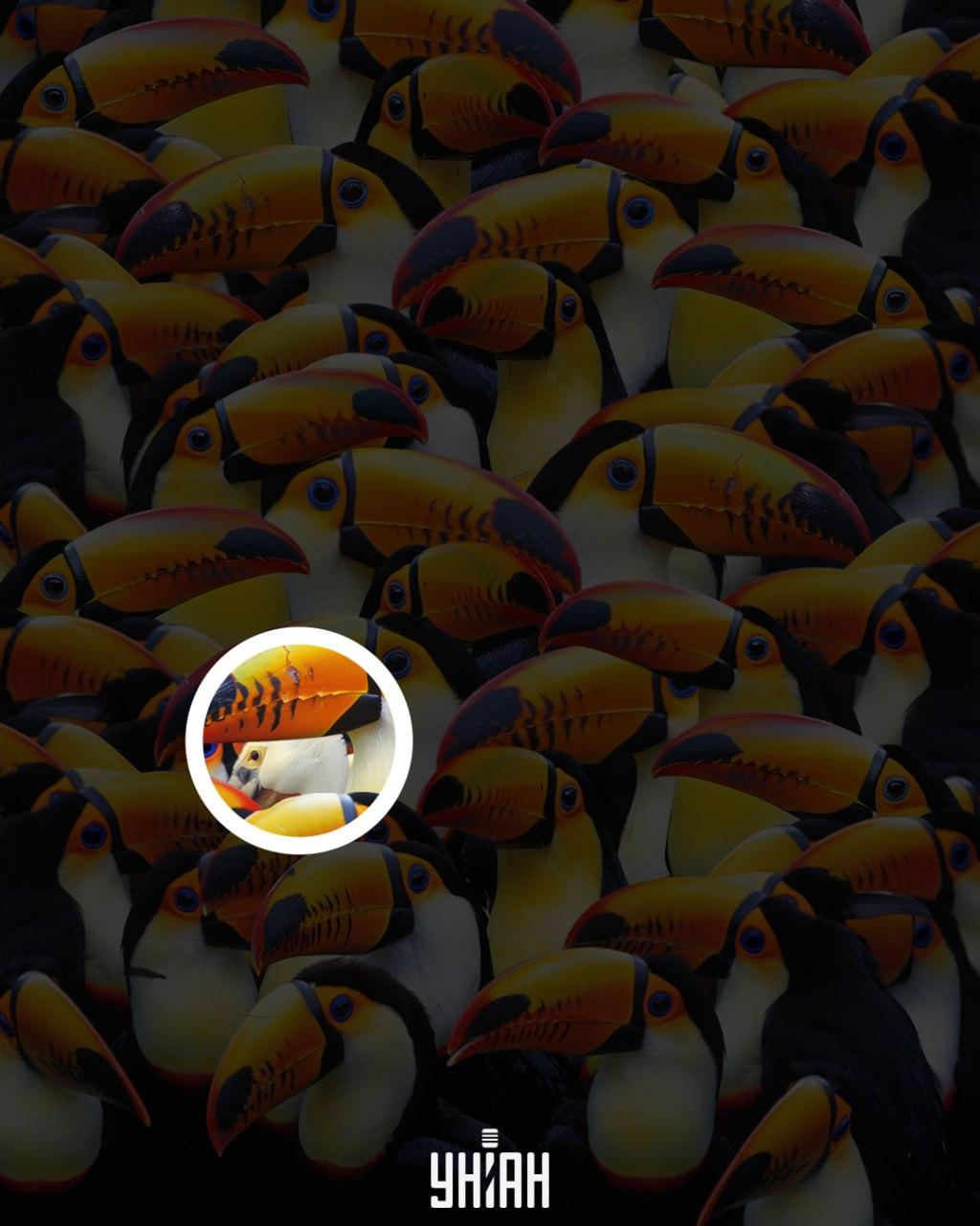 Pelikanen var tæt på midten af billedet / Moje collage