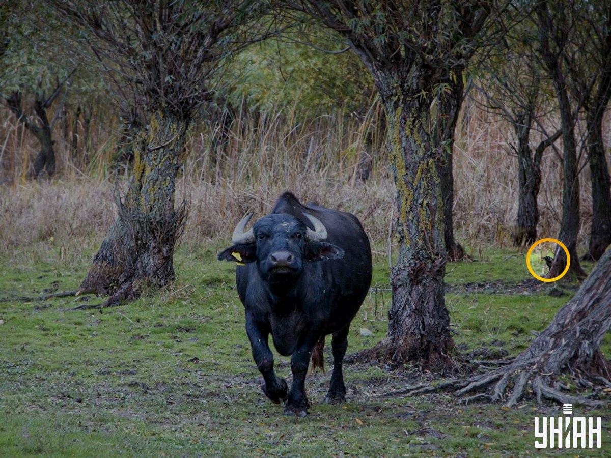 Fuglen var i venstre side af puslespillet / Moje fotocollage