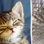 Alle ser en påfugl, og kun folk med høj IQ