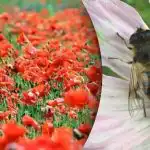 Den sværeste optiske illusion: Du skal finde en bi blandt valmuerne Den sværeste optiske illusion: Du skal finde en bi blandt