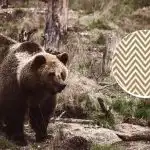 Du skal finde bjørnen på 11 sekunder: en optisk illusion