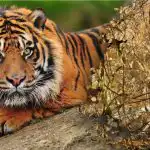 En forvirrende gåde med et utroligt svar: Du skal finde