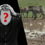 Hurtig IQ-test: Find en hund på en mark på 6