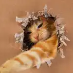 Hvor genial din kat er: en nem IQ-test med legetøj