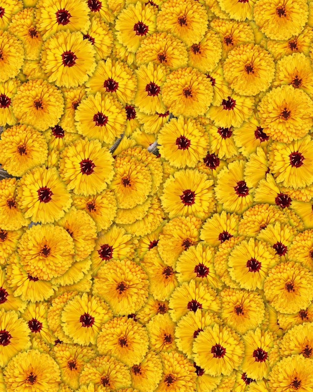 Kun 1 ud af 10 personer kan finde en hjort på et billede i løbet af 7 sekunder: en meget kompleks optisk illusion