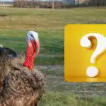 Kun en IQ-gigant kan finde en spurv på 10 sekunder: