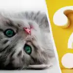 Kun folk med høj IQ kan få øje på en