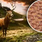 Kun folk med høj IQ kan klare det: Du skal