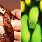 Kun nogle få er i stand til det: Kun folk